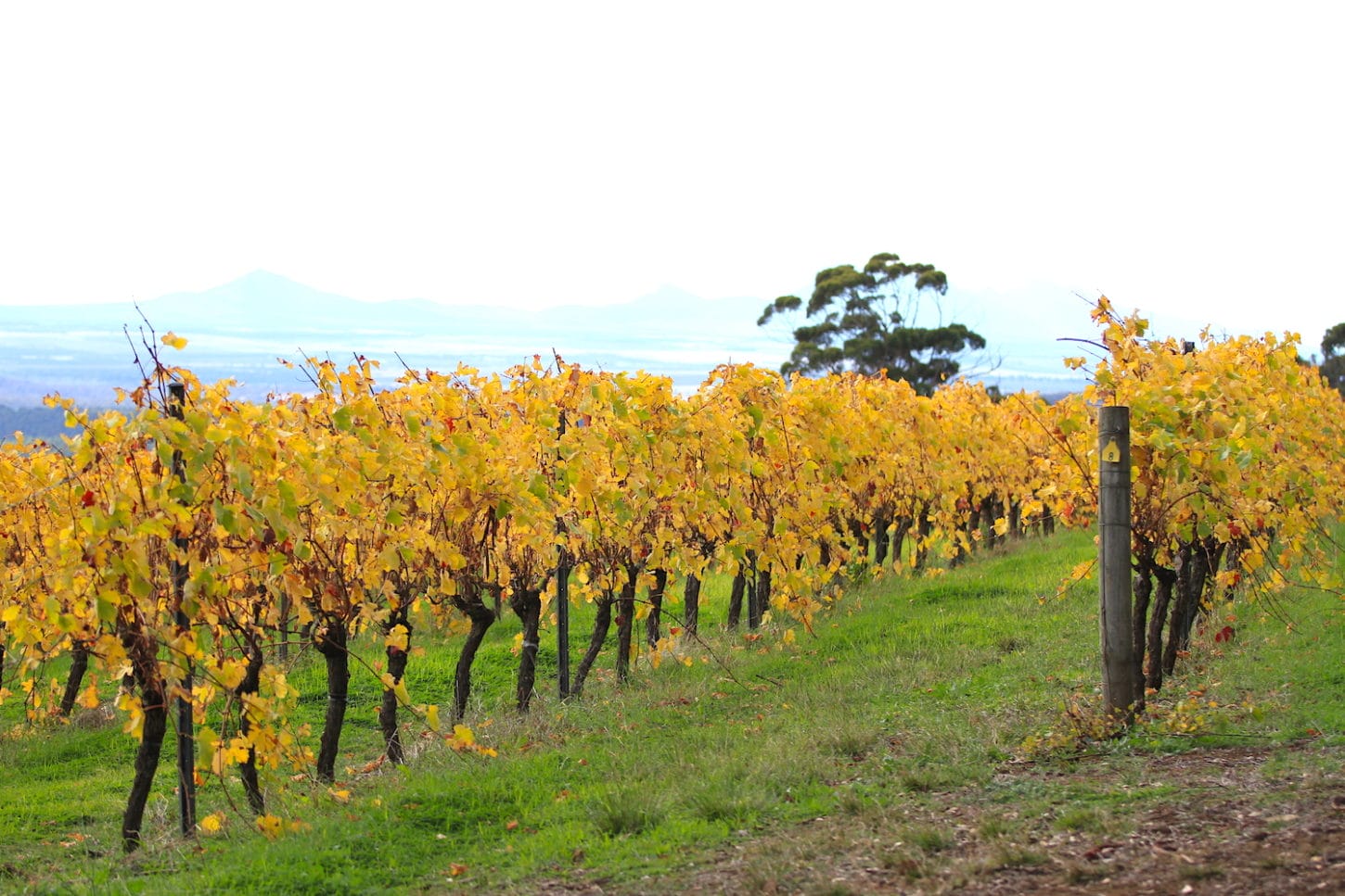 Walking in the Porongurup National Park