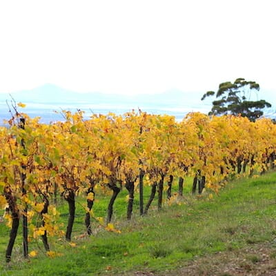 Vineyard In Porongurups