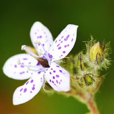 Wildflower, Porongurup National Park, Western Australia