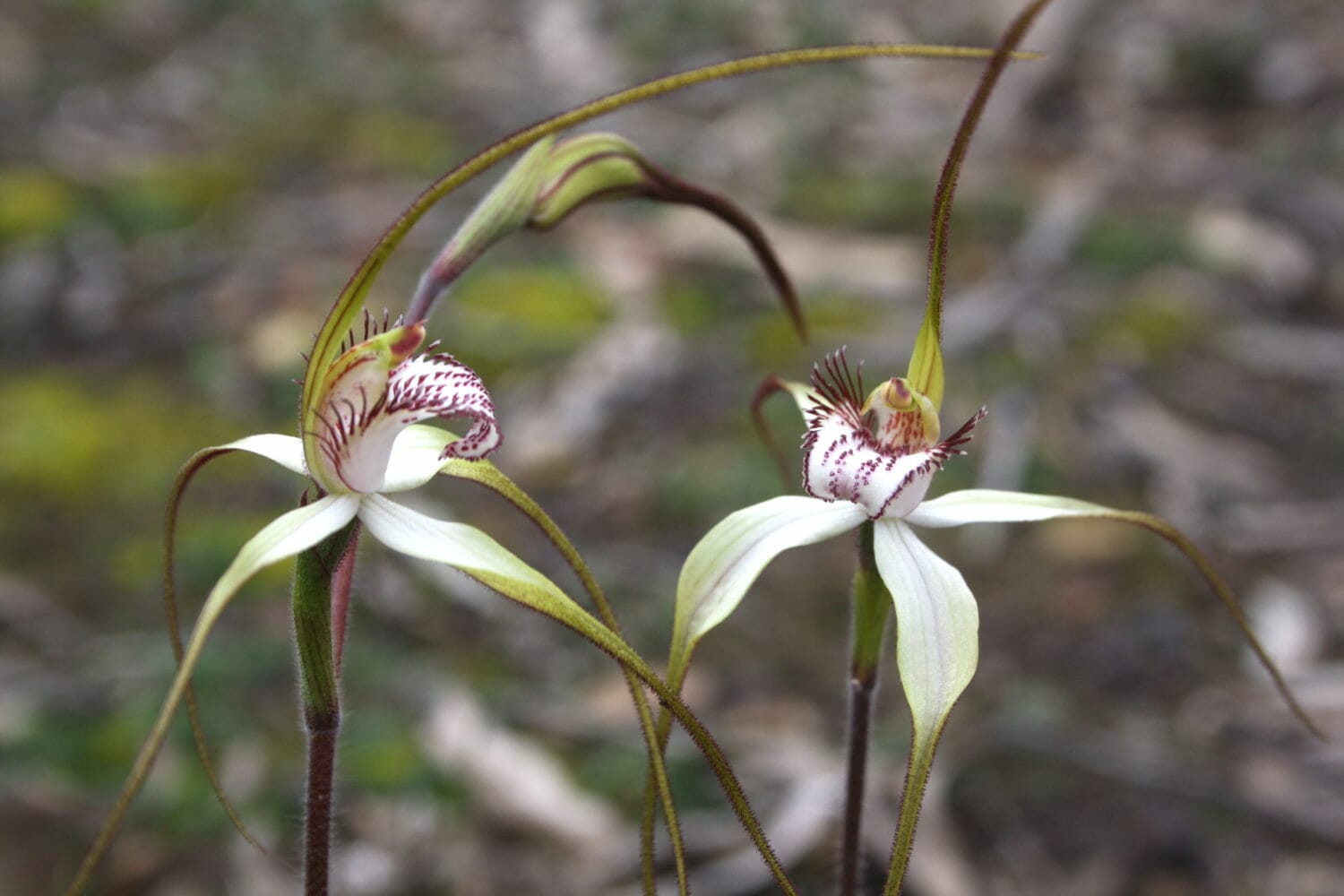 Walking in the Porongurup National Park